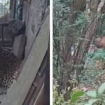 इंदौर के समीप उमरिया में घर में घुसा तेंदुआ, गांव और आसपास के क्षेत्र में फैली दहशत, वन विभाग की टीम कर रही सर्चिंग