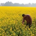 कम बारिश से इंदौर में बदलेगी रबी की खेती, गेहूं का रकबा 30 हजार हेक्टेयर तक घटेगा; चना-सरसों की बोवनी बढ़ेगी
