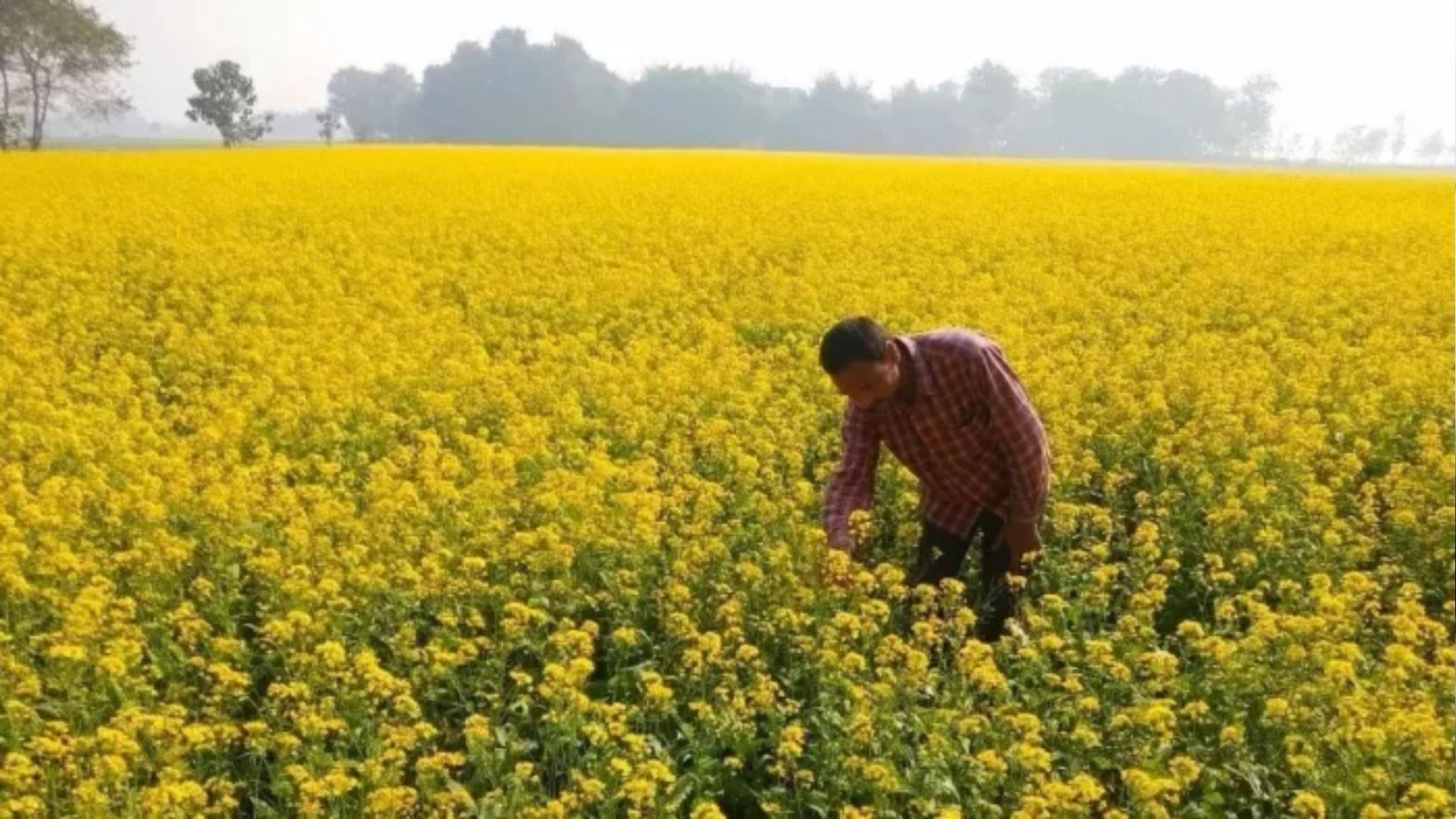 कम बारिश से इंदौर में बदलेगी रबी की खेती, गेहूं का रकबा 30 हजार हेक्टेयर तक घटेगा; चना-सरसों की बोवनी बढ़ेगी कम बारिश से इंदौर में बदलेगी रबी की खेती, गेहूं का रकबा 30 हजार हेक्टेयर तक घटेगा; चना-सरसों की बोवनी बढ़ेगी