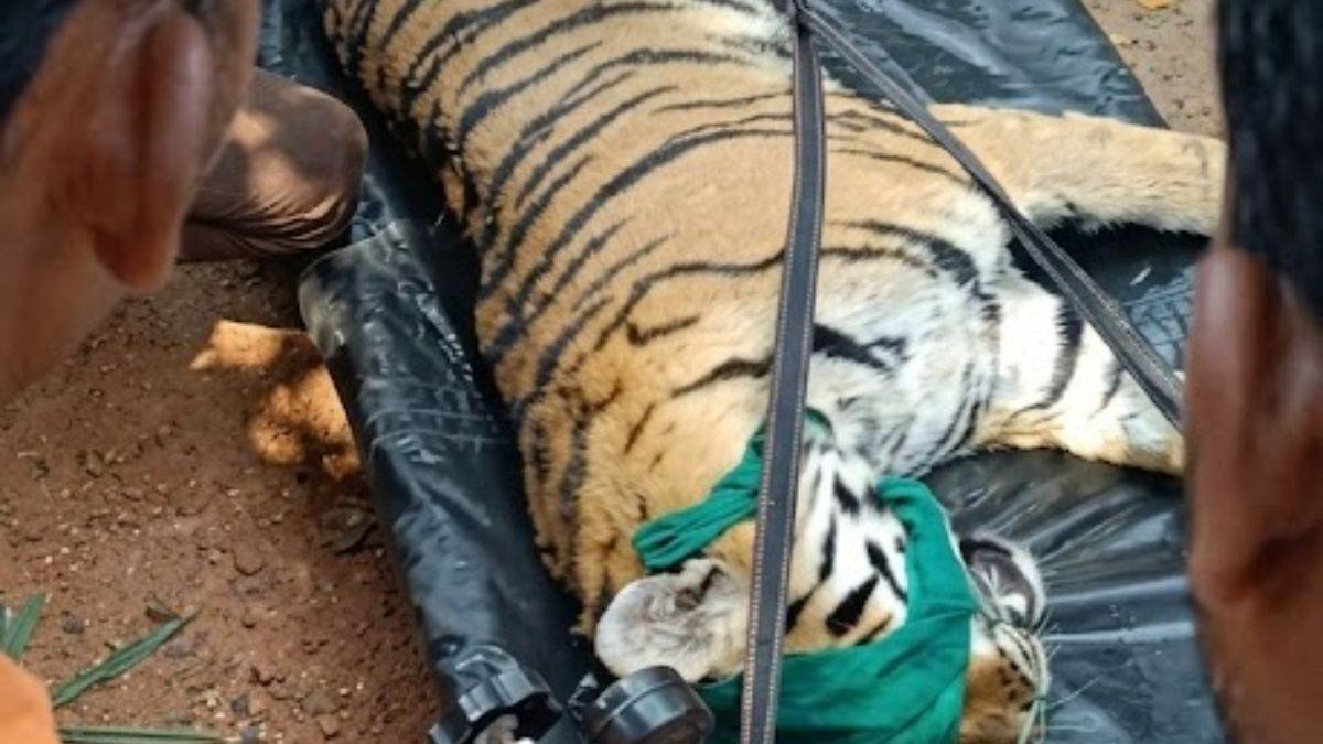 कान्हा टाइगर रिजर्व में नौवें बाघ शावक की मौत, कैनाइन डिस्टेंपर वायरस से मौत की आशंका