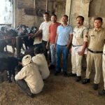 गुना में बंद खाते का चेक देकर भैंस चोरी:  ललितपुर के व्यापारी की आठ लाख की भैंसे चुराई, शिवपुरी के बदरवास से बरामद हुईं – Guna News