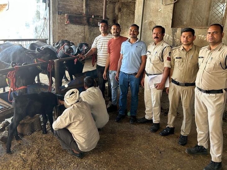 गुना में बंद खाते का चेक देकर भैंस चोरी: ललितपुर के व्यापारी की आठ लाख की भैंसे चुराई, शिवपुरी के बदरवास से बरामद हुईं – Guna News गुना में बंद खाते का चेक देकर भैंस चोरी: ललितपुर के व्यापारी की आठ लाख की भैंसे चुराई, शिवपुरी के बदरवास से बरामद हुईं – Guna News